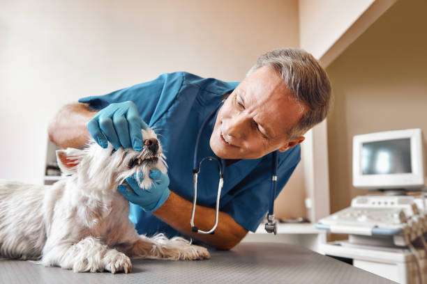 Best Tooth Infection Emergency Dentist  in Kootenai, ID
